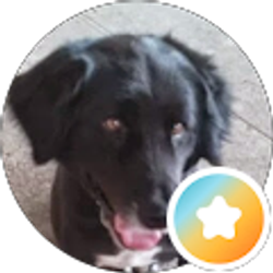Profile photo of Steve Morelock