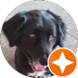 Profile photo of Steve Morelock