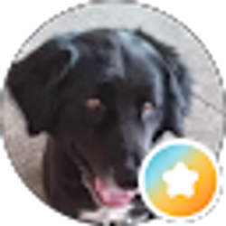 Profile photo of Steve Morelock