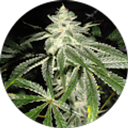 Profile photo of bizie man