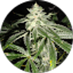 Profile photo of bizie man