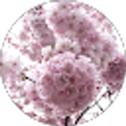 Profile photo of Wendy Segura