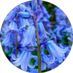 Profile photo of Collette Ferguson