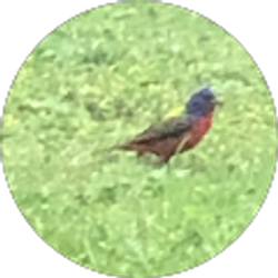 Profile photo of Sammie JOHNSON