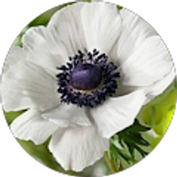 Profile photo of Kristine Hicks