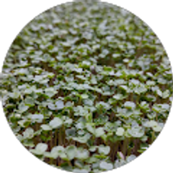 Profile photo of Ultraviolet Farmer