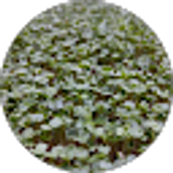 Profile photo of Ultraviolet Farmer