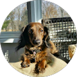 Profile photo of Dan Rausch