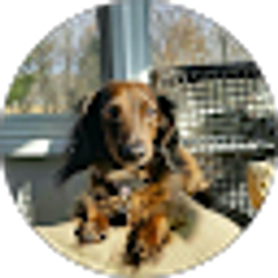 Profile photo of Dan Rausch