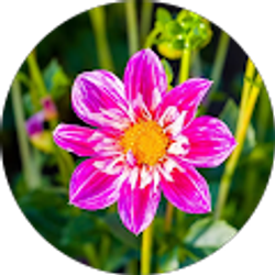 Profile photo of Jacalyn Walker