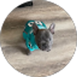 Profile photo of Finfan68