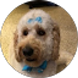 Profile photo of R Agostinelli