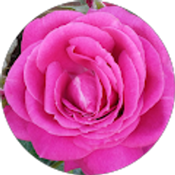 Profile photo of Rhonda Basta