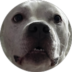 Profile photo of Collin Moffatt