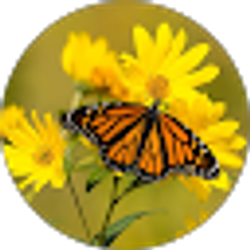 Profile photo of Merly Gutierrez