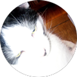 Profile photo of Bert Carstonorto