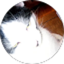 Profile photo of Bert Carstonorto