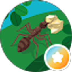 Profile photo of Ant