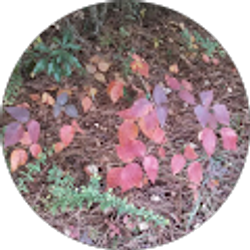 Profile photo of Horace Raper