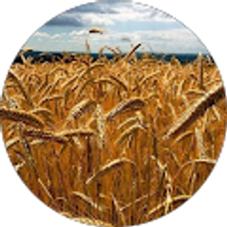 Profile photo of Karen Roesler