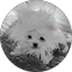 Profile photo of Matt Marini