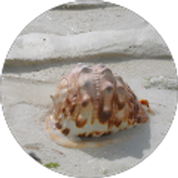 Profile photo of Lubayna Fawcett