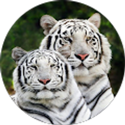 Profile photo of Tabitha Wright