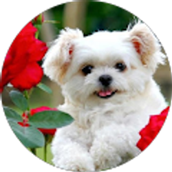 Profile photo of Namratha Jampana