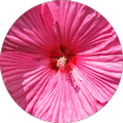 Profile photo of Deborah Ellis