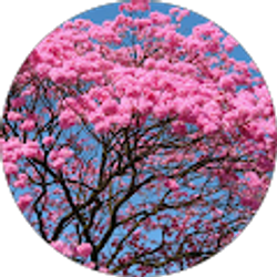 Profile photo of Caitlin De Siervo