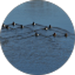 Profile photo of FC 9989