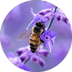 Profile photo of S H