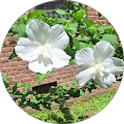 Profile photo of Elizabeth Stoica