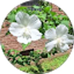 Profile photo of Elizabeth Stoica