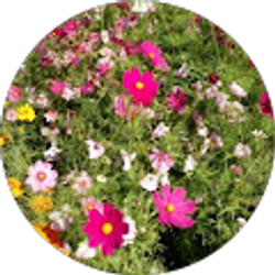 Profile photo of Charisse O.