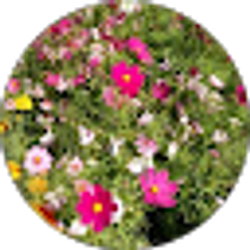 Profile photo of Charisse O.