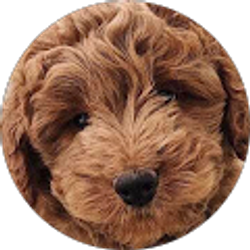 Profile photo of Jolene Mccormack