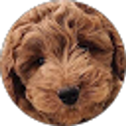 Profile photo of Jolene Mccormack