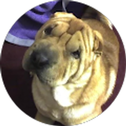 Profile photo of Harold Hopkins jr