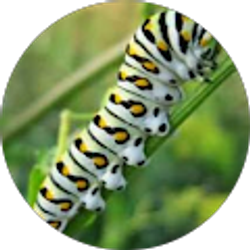 Profile photo of Murphy Dailey