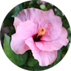 Profile photo of Lora D