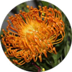 Profile photo of Neri Lozano