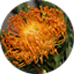 Profile photo of Neri Lozano