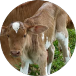 Profile photo of Misael Vanegas