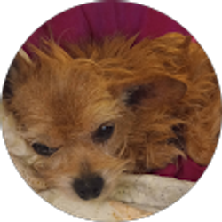 Profile photo of Vlyn Palm