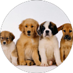 Profile photo of K Raven