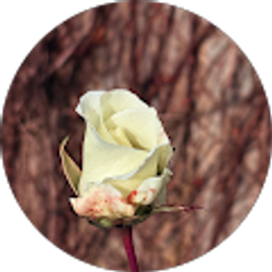 Profile photo of K M