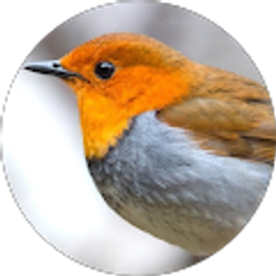 Profile photo of Inna Mirutenko