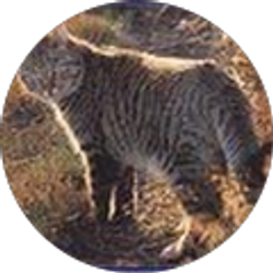 Profile photo of Suparshwa Shah