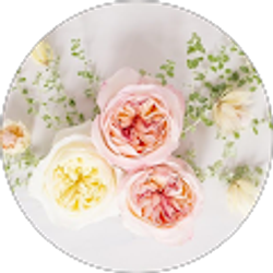 Profile photo of Shauna Villapania